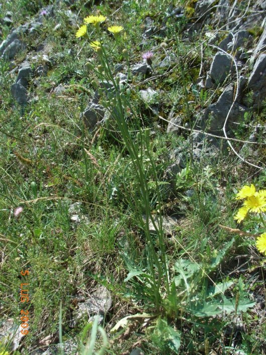 Crepis lacera / Radicchiella laziale